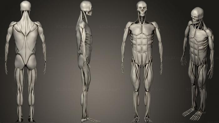 Анатомия скелеты и черепа (Человеческие мышцы, ANTM_0717) 3D модель для ЧПУ станка